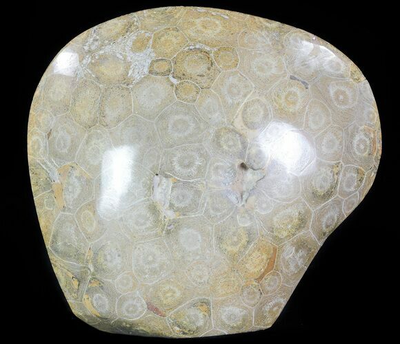 Free-Standing Polished Fossil Coral (Actinocyathus) Display #69369